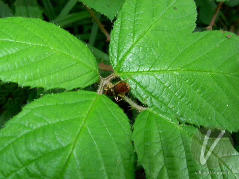 Mondfleckiger Kleinkurzflügler: Übersicht